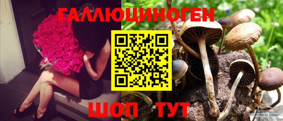 Беслан  Галлюциногенные грибы Psilocybine cubensis  Галлюциногенные грибы мицелий  Вход с VPN 